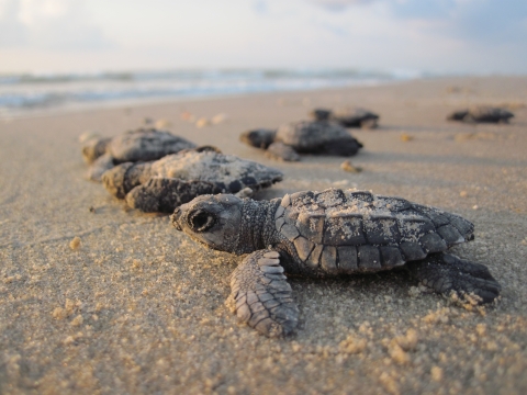 Kemps ridley sea turtle hatchlings on a beach