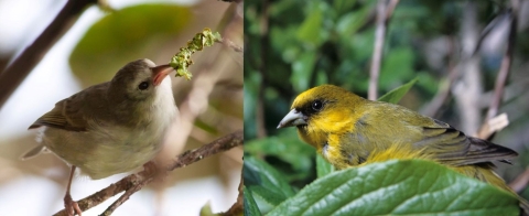 ‘akikiki honeycreeper on the left feeding on flower and ‘akeke’e honeycreeper on the right sitting on a branch