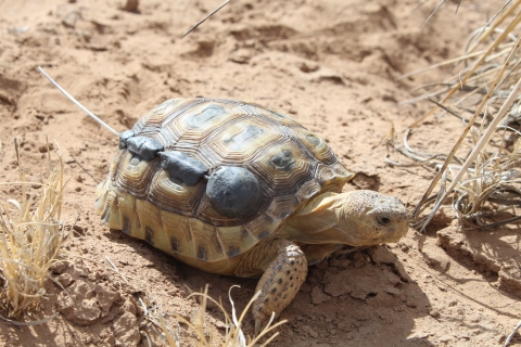 Released tortoise 6