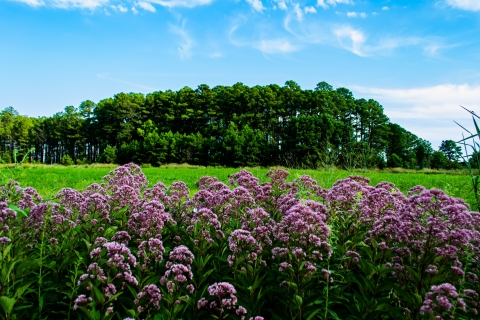 Purple flowers in foreground, with a field of green grass and a grove of pine trees in the background.
