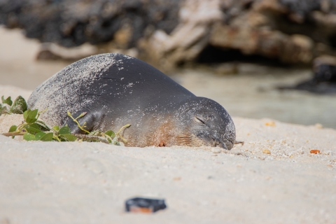 monk seal rests on a sandy beach