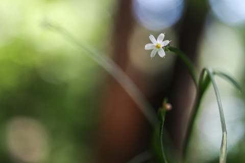Small white flower against a blurred background