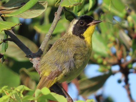 a small yellow-throated warbler with black coloring across the eyes stands on a branch surrounded by green leaves a blue berries