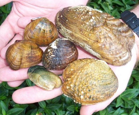 Six different mussels held by two hands