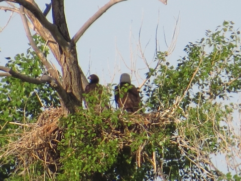 Adult Bald Eagle sitting on limb with fledgling