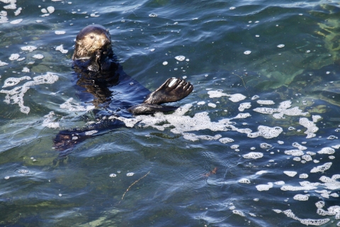 A sea otter foraging for food in shallow water