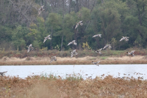 Pintail ducks in flight over Swan Lake wetland unit.