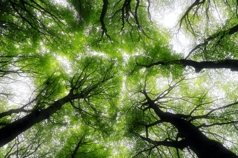 Looking up at the canopy of a forest with green leaves.