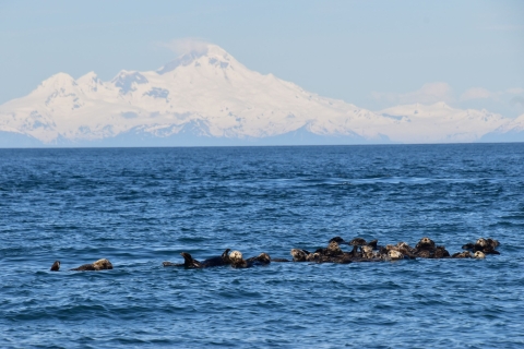 A group of northern sea otters float together in Alaska