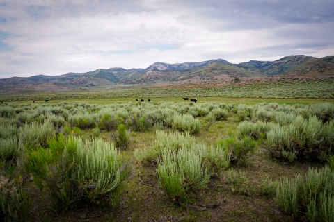 verdant sagebrush landscape with mountains in the background