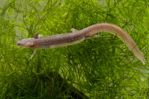 Barton Springs Salamander