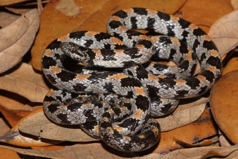 Short-tailed snake among the leaves