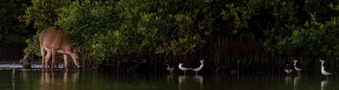 Key deer in mangrove drinking water while birds wading. 