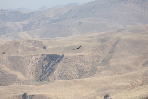 A black bird with large wings flies in the distance over yellow and tan colored hills and mountains.