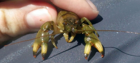 Gap-Ringed Crayfish