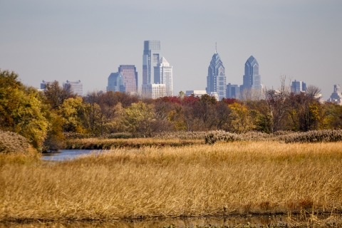 Looking out from golden marshes toward a city skyline