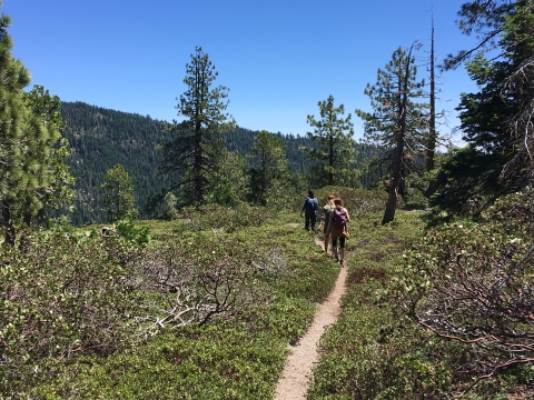 a group of hikers walk along a narrow path between green bushes in the mountains