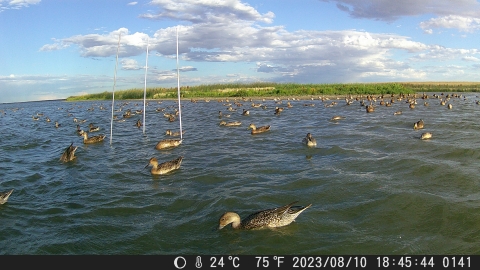 ducks swim in water near a bait site
