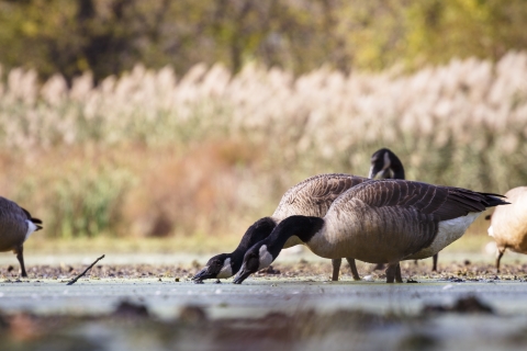 Large brown and white wading birds stretch their black necks down and into the water to feed.