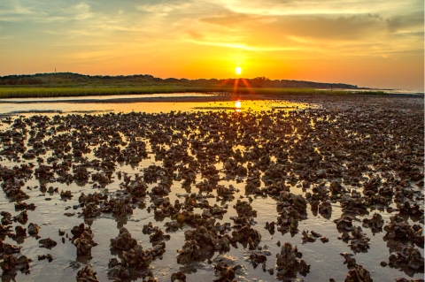 A photo of wetlands with sun setting at Powderhorn Wildlife Management Area.
