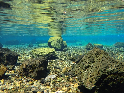 an underwater photo of shasta crayfish habitat, which shows blue water over a exclusively rocky surface