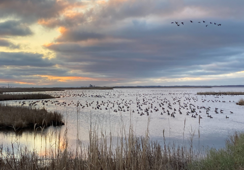 Waterfowl gather in a marsh at sunrise. Overhead more waterfowl fly. There are thick blue and grey clouds tinged in orange. 