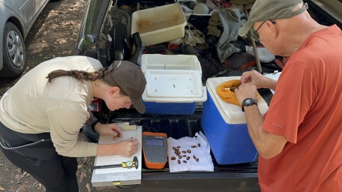 Brittany Barker-Jones (USFWS) and Paul Johnson (ADCNR) measure mussels before their release.