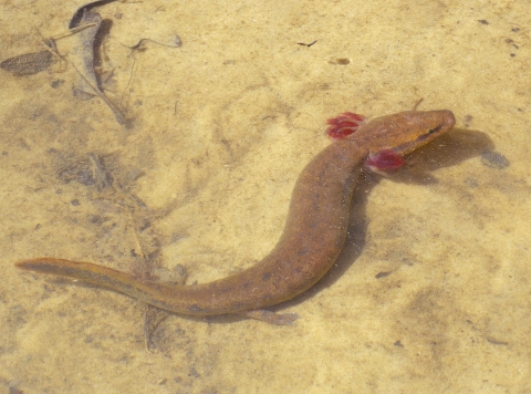 a black warrior waterdog swims.