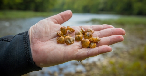 Yellow juvenile Appalachian Monkeyface mussels in the palm on someone's hand 