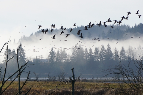 Hundreds of geese fly above marsh in foreground and background on cloudy day