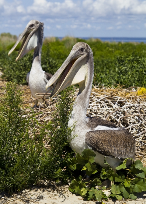 Two brown pelicans nesting.