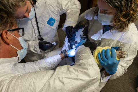 Three people in white tyvek suits and masks hold a large black and white bird, preparing to vaccinate it.