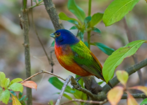 A painted bunting bird sitting on a branch.