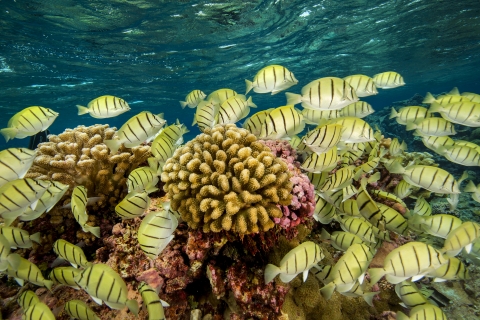 A large school of yellow fish with black vertical stripes swims underwater around tan and pink coral.