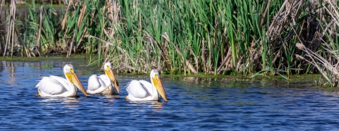 Three white pelicans rest in a body of water next to some cattails