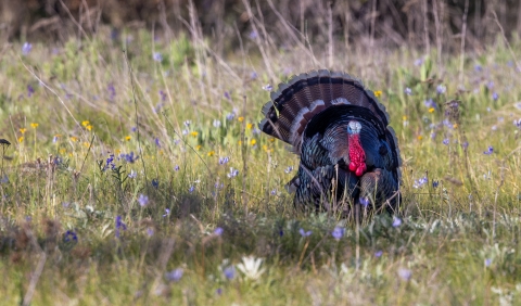 A male turkey stands with its tailfeathers spread in a field of wildflowers