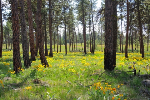 A field of bright yellow wildflowers grows between some pine trees