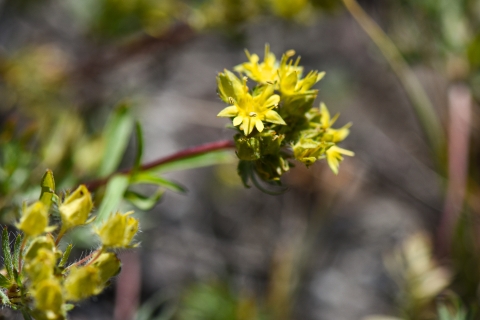 A close up image of a small bunch of yellow flowers