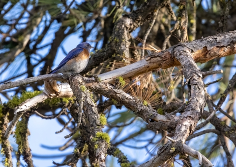 A western bluebird perched on the branch of a pine tree