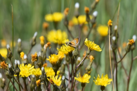 An orange butterfly pictured in a group of yellow flowers.