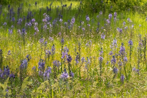 A large patch of camas growing in a field
