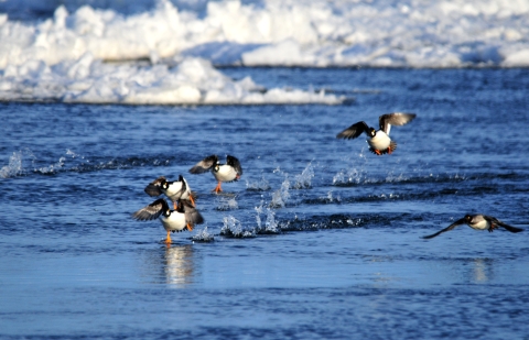 Common goldeneyes flying above the water