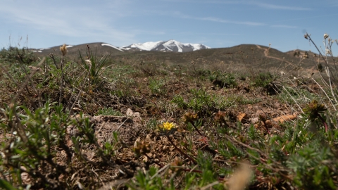 A small yellow flower in the foreground with a snowcapped peak far off in the background.