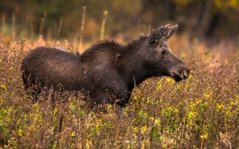 A young moose stands among some brush
