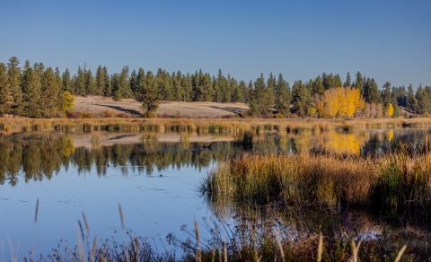 Scenic view across a pond in fall. Bright yellow aspens can be seen interspersed with pines in the distance