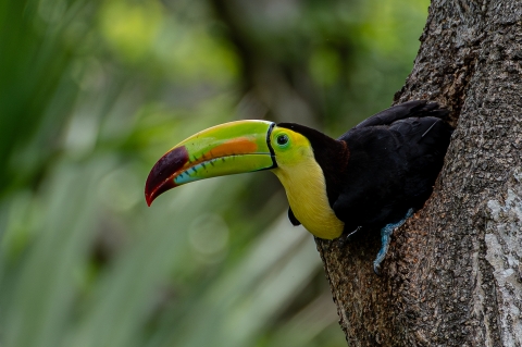 Keel billed toucan in a tree
