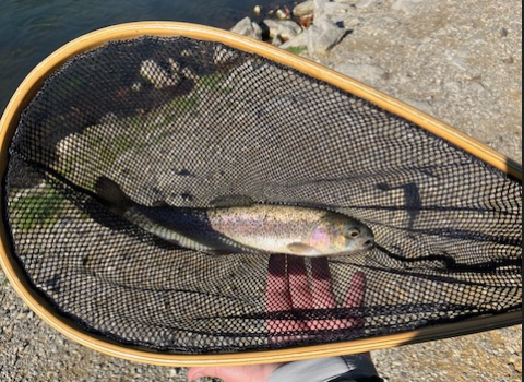 Rainbow trout in net