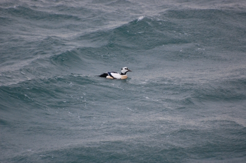 Steller's eider on the water
