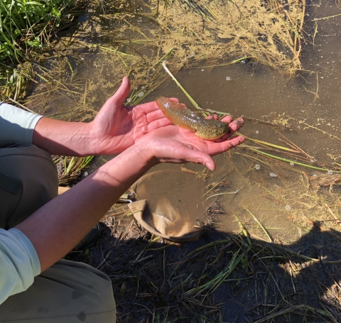 A Washoe Environmental Protection Department member kneels as they cradle a bullfrog tadpole in the palm of their hands. 