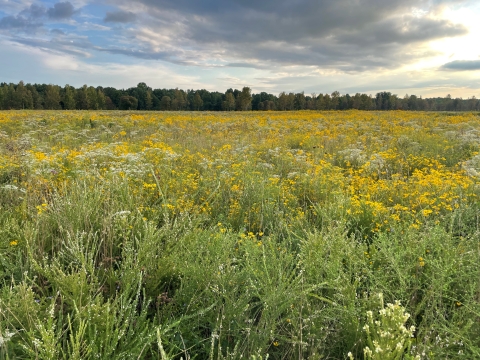 prairie with wildflowers